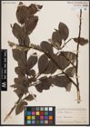 Foto von Salix caprea L.